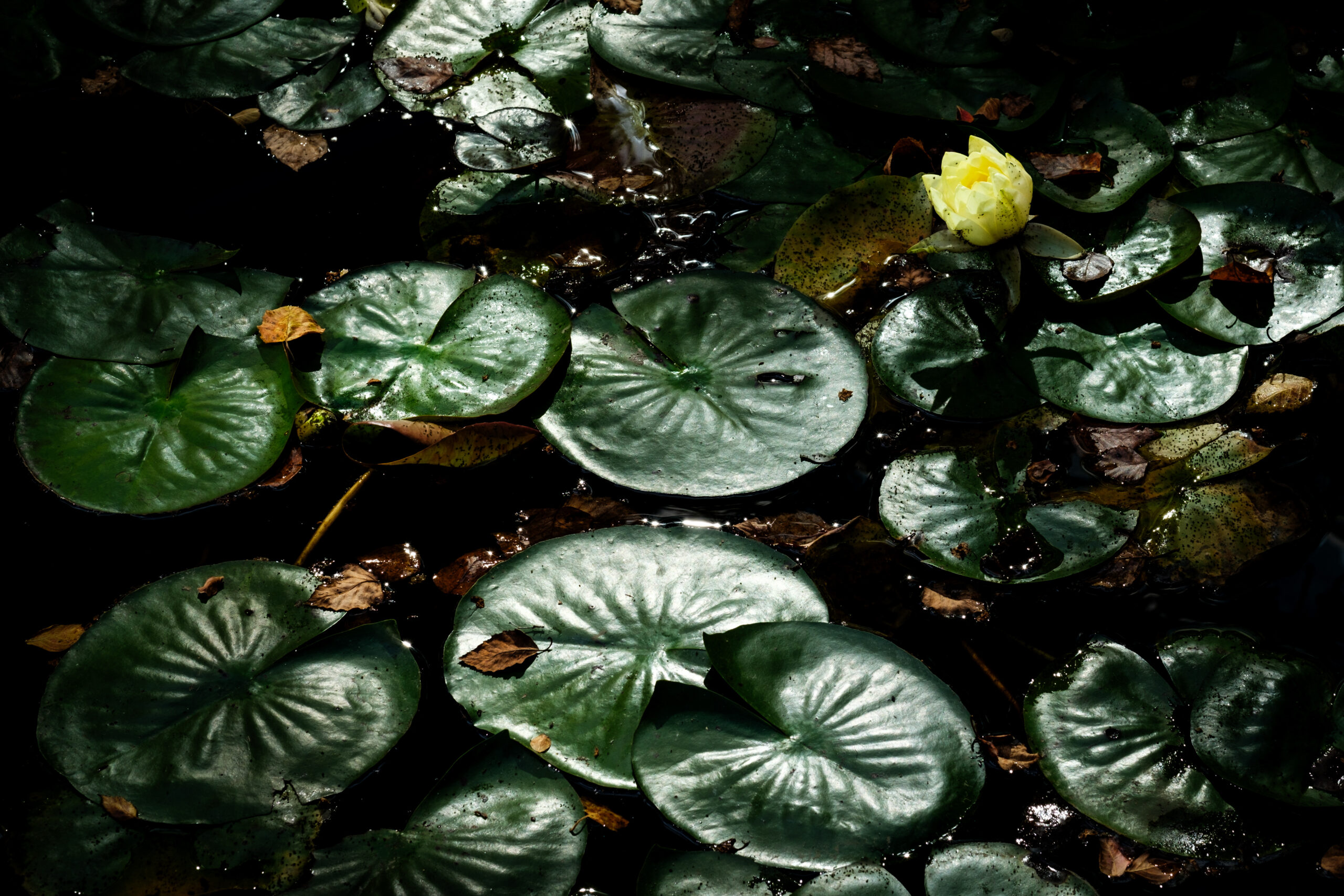 Lilypads on a pond.