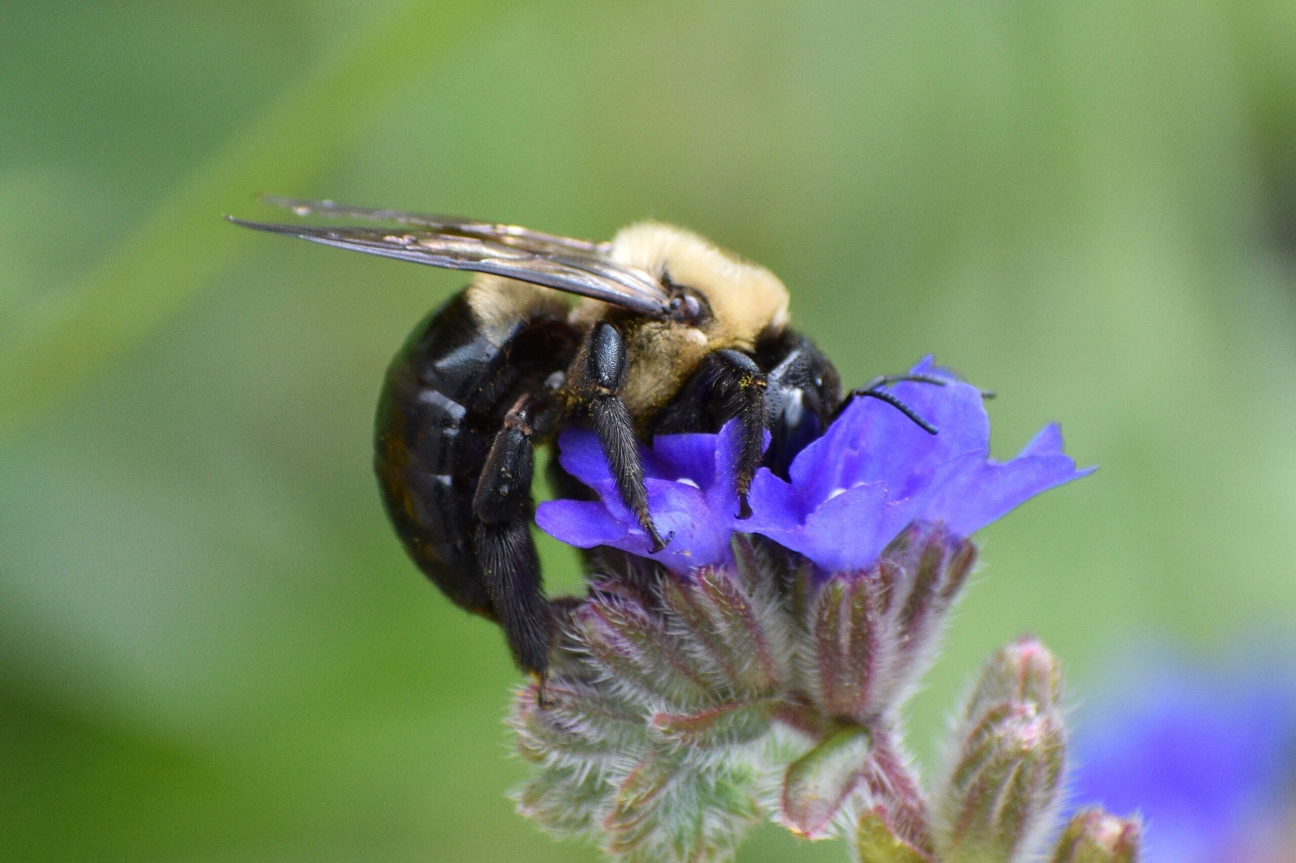 An Eastern Carpenter Bee (Xylocopa virginica).