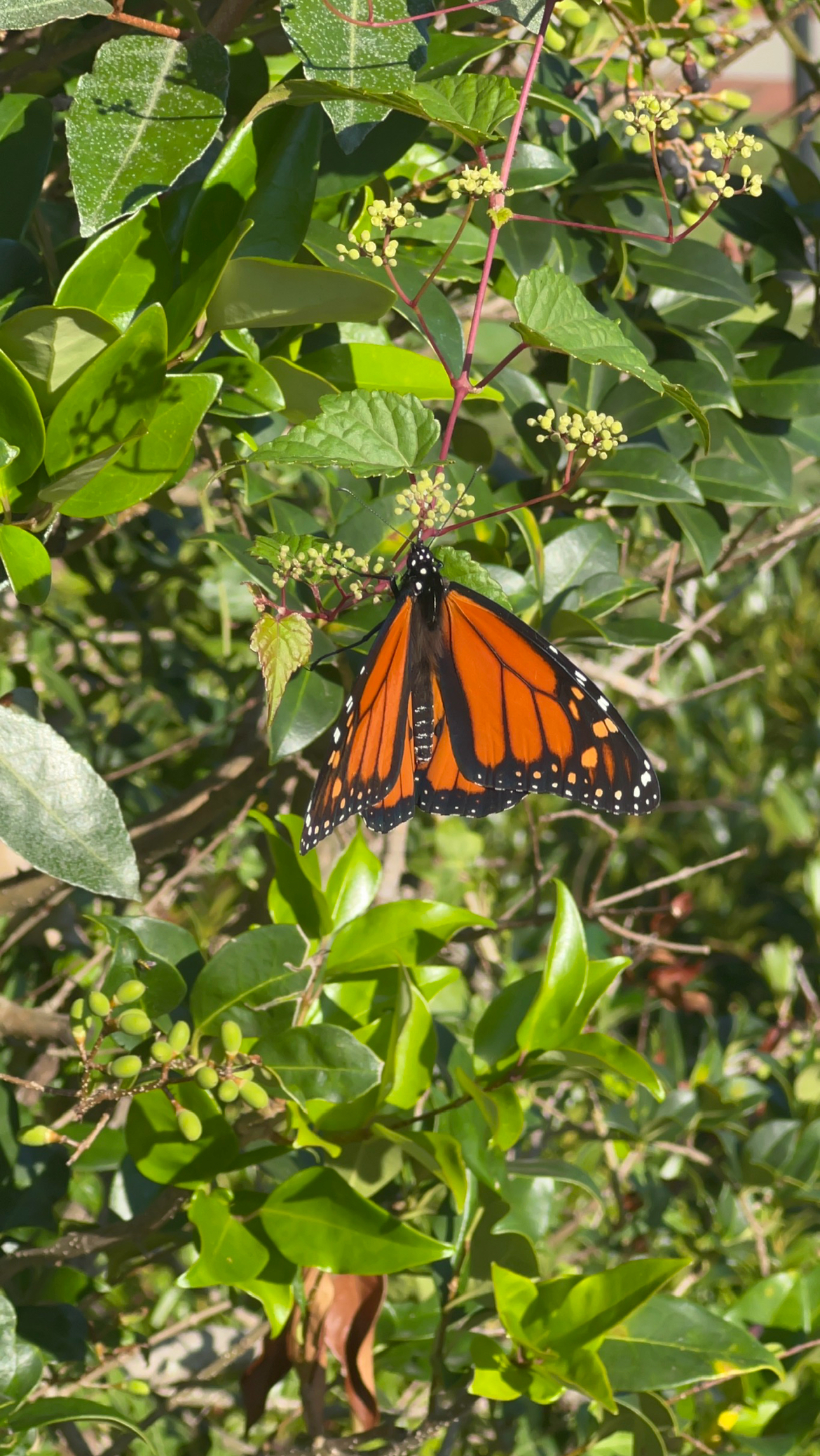 Close up of orange and black butterfly