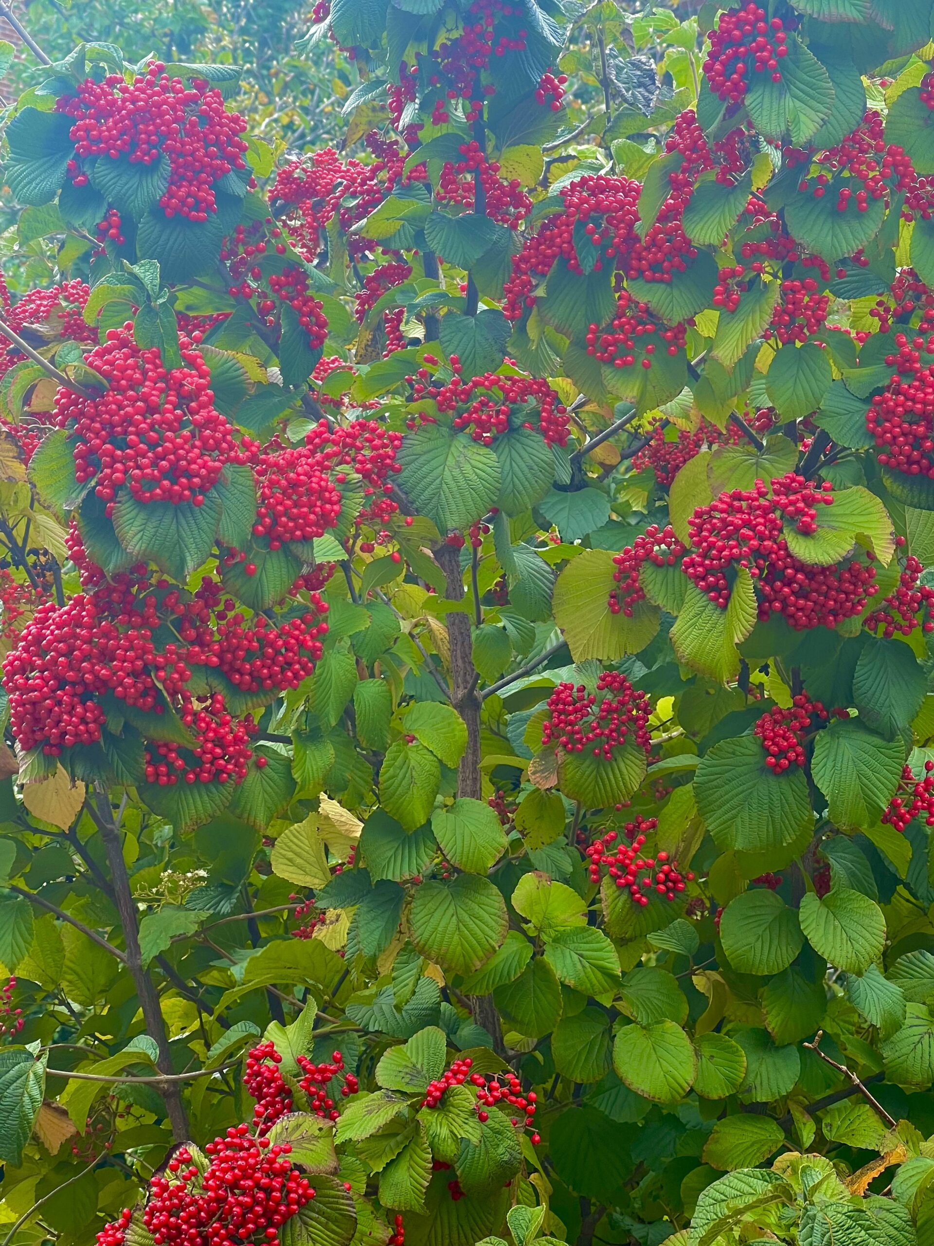 Close up a cranberry bush.
