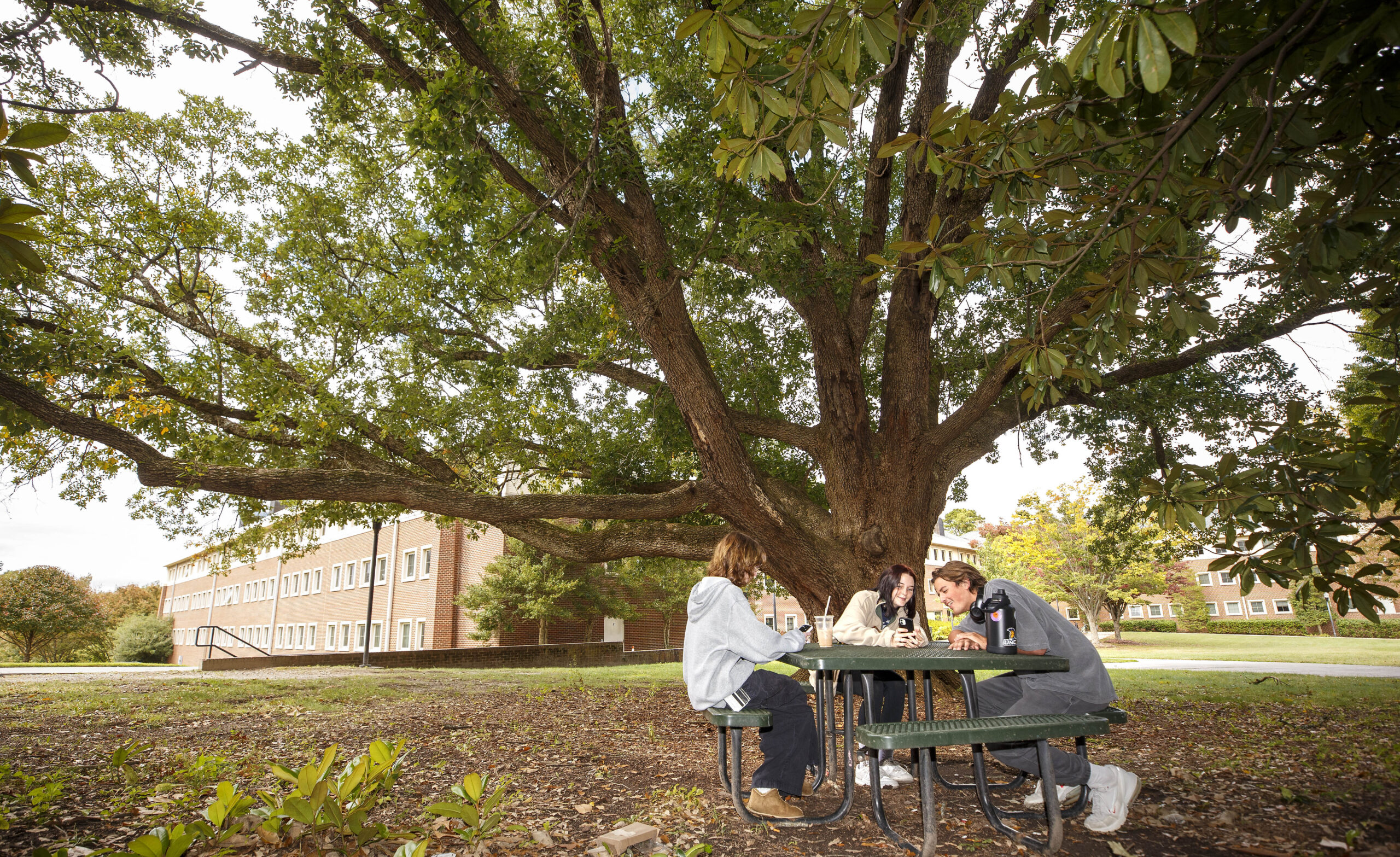Three students eat lunch at a picnic table under a big oak tree on campus.