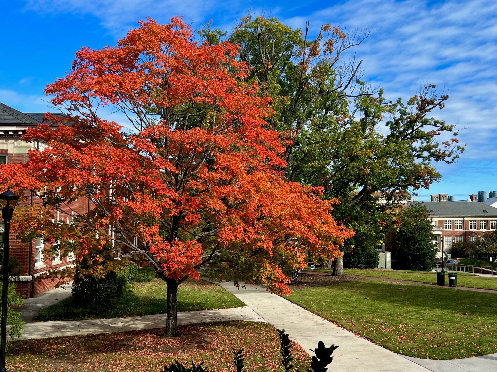 A beautiful maple tree outside of the Foust Building.