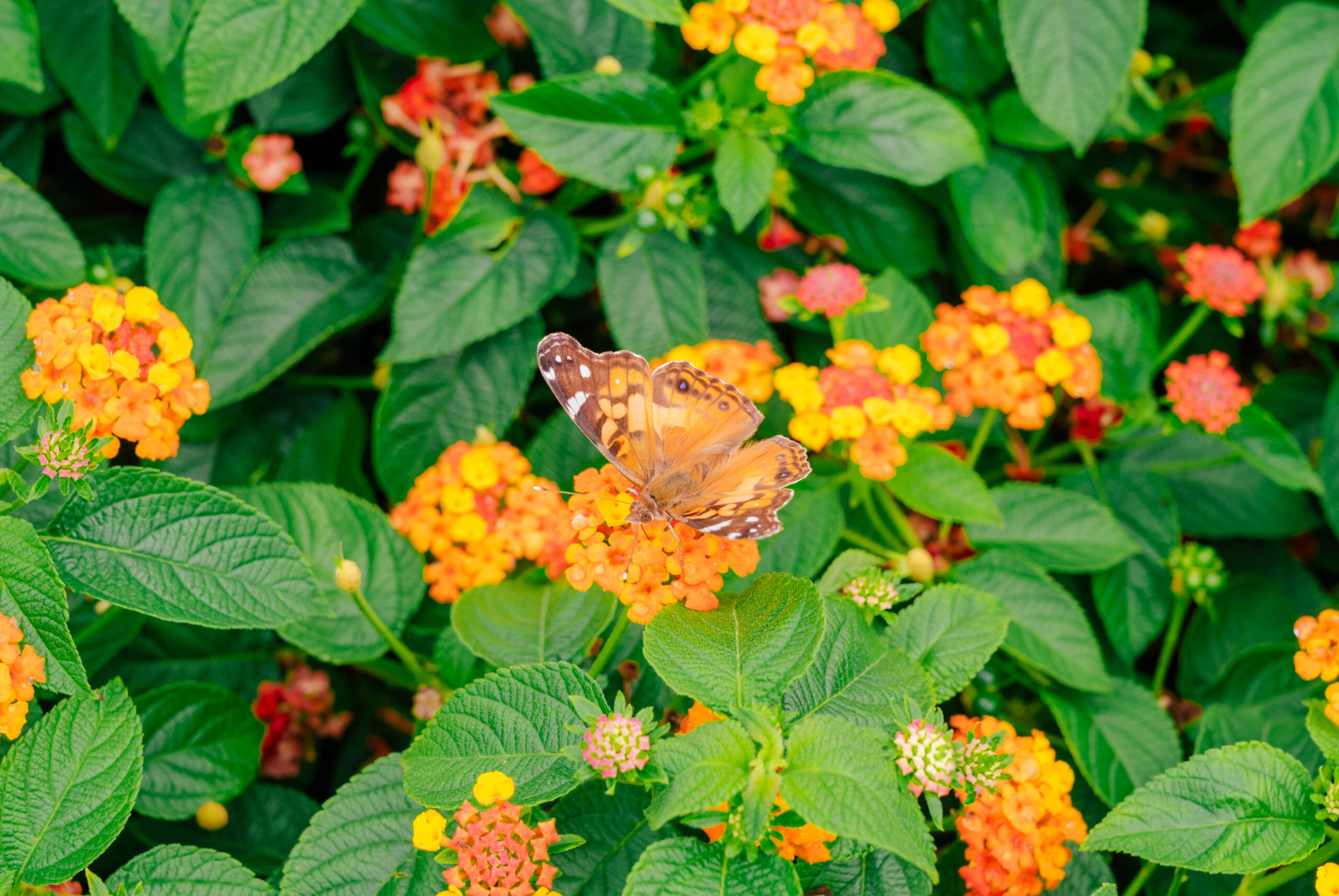 Butterfly on flowers.