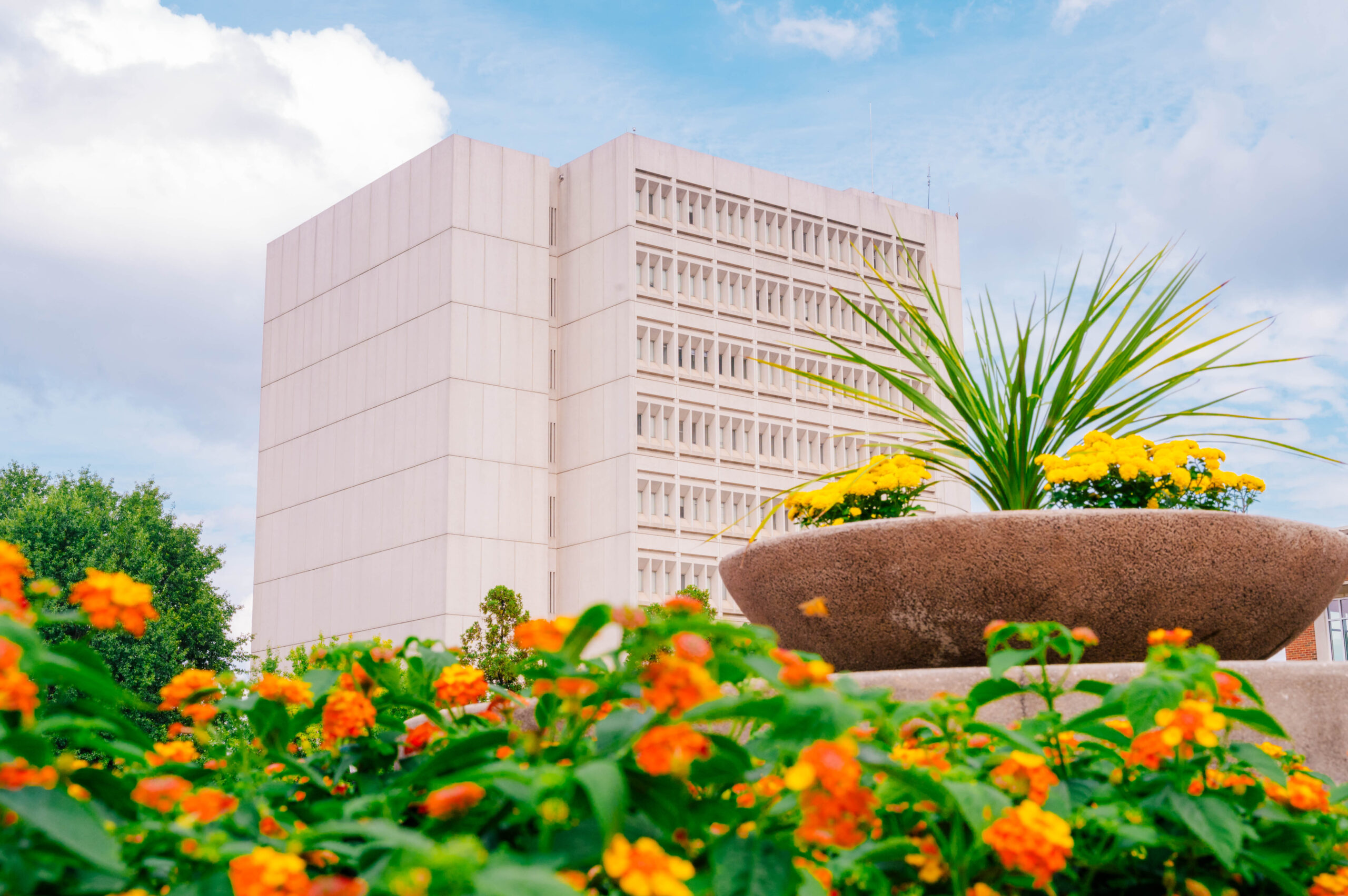 Flowers in foreground with the Library tower in the background.