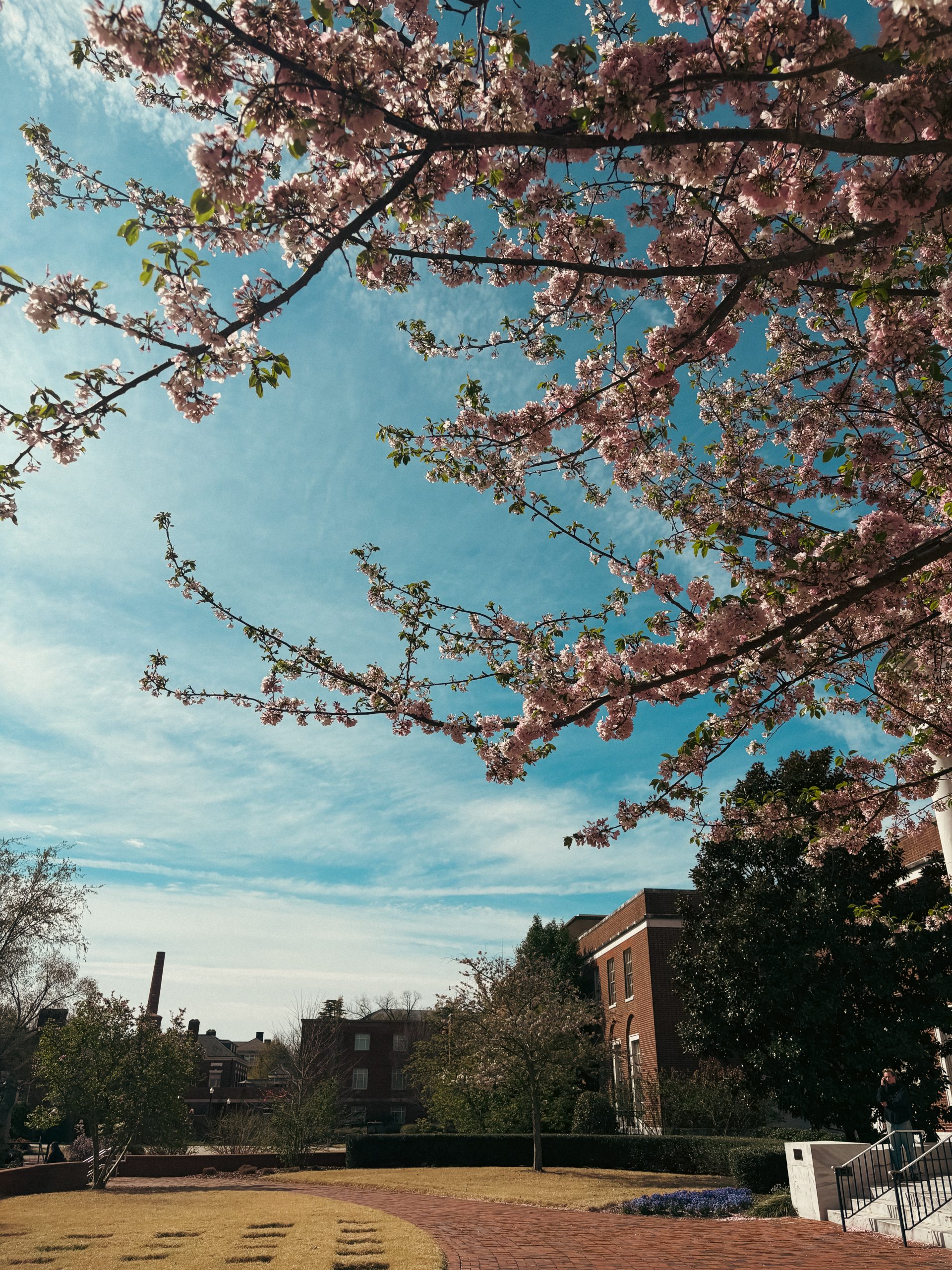Blossoms invoke a calm spring setting for students passing through the front doors of the library.