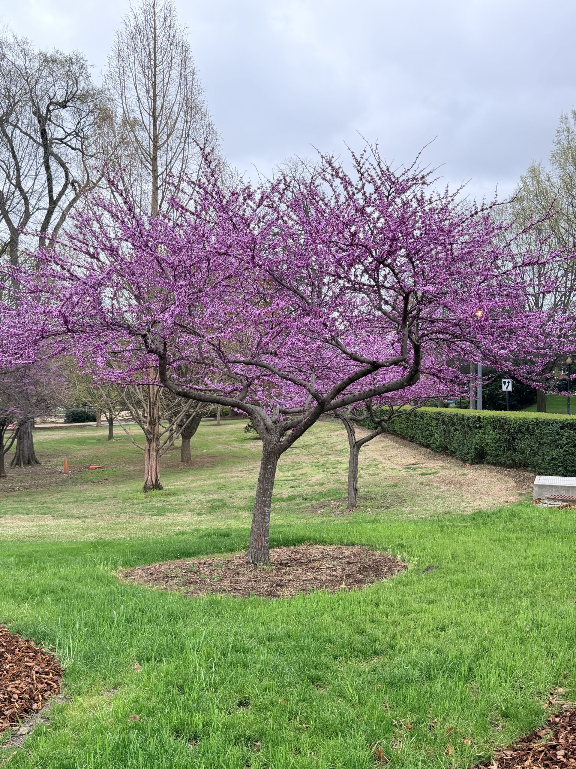Blossoming trees and plants are popping up around campus, showing springtime is officially here!