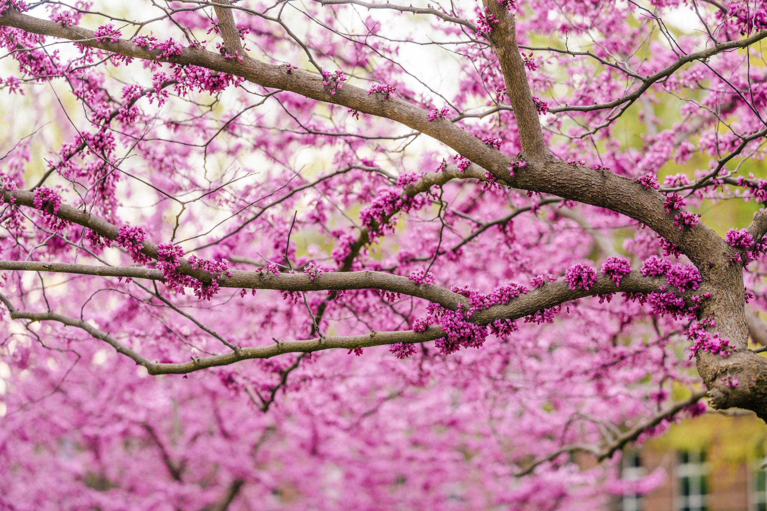 Spring is in bloom at UNCG and there are vibrant trees with budding flowers all over campus.