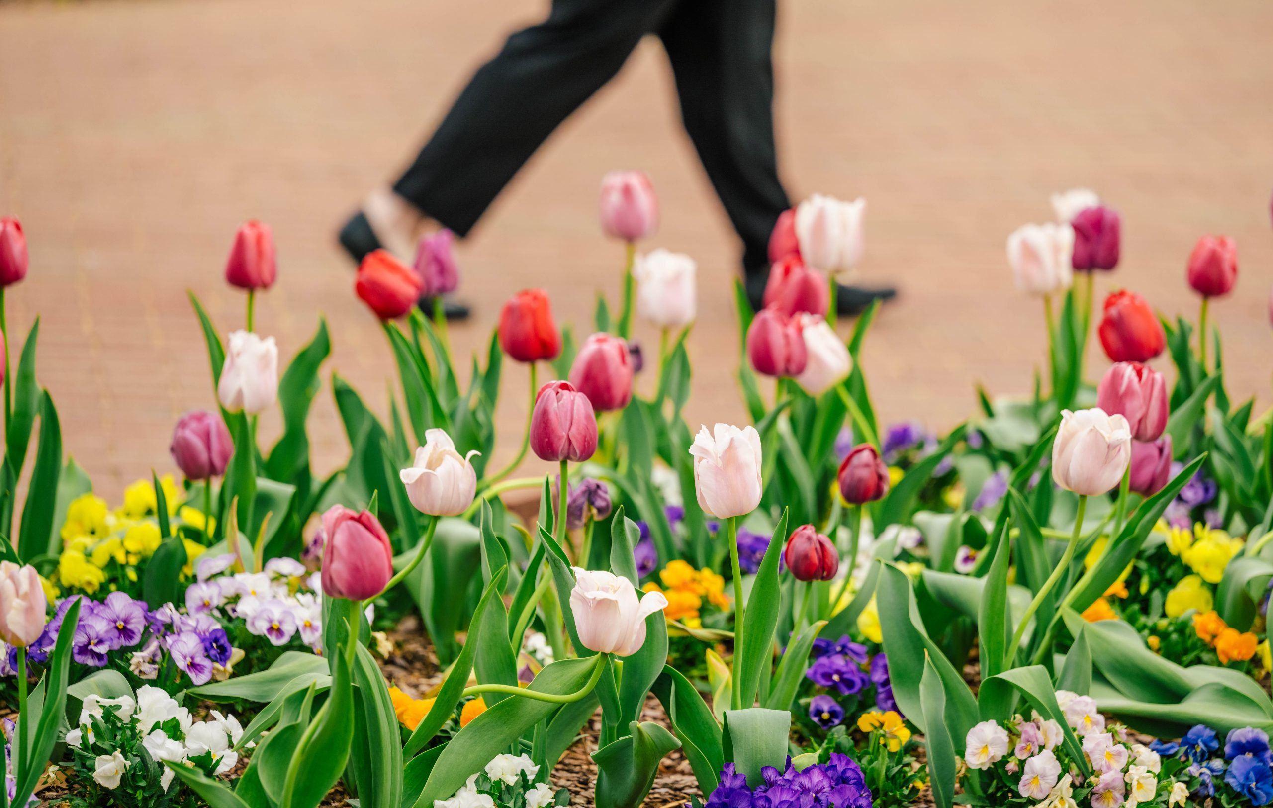 A student on their way to an early class walks past a bed of tulips at Kaplan Commons, energizing the start of the week.