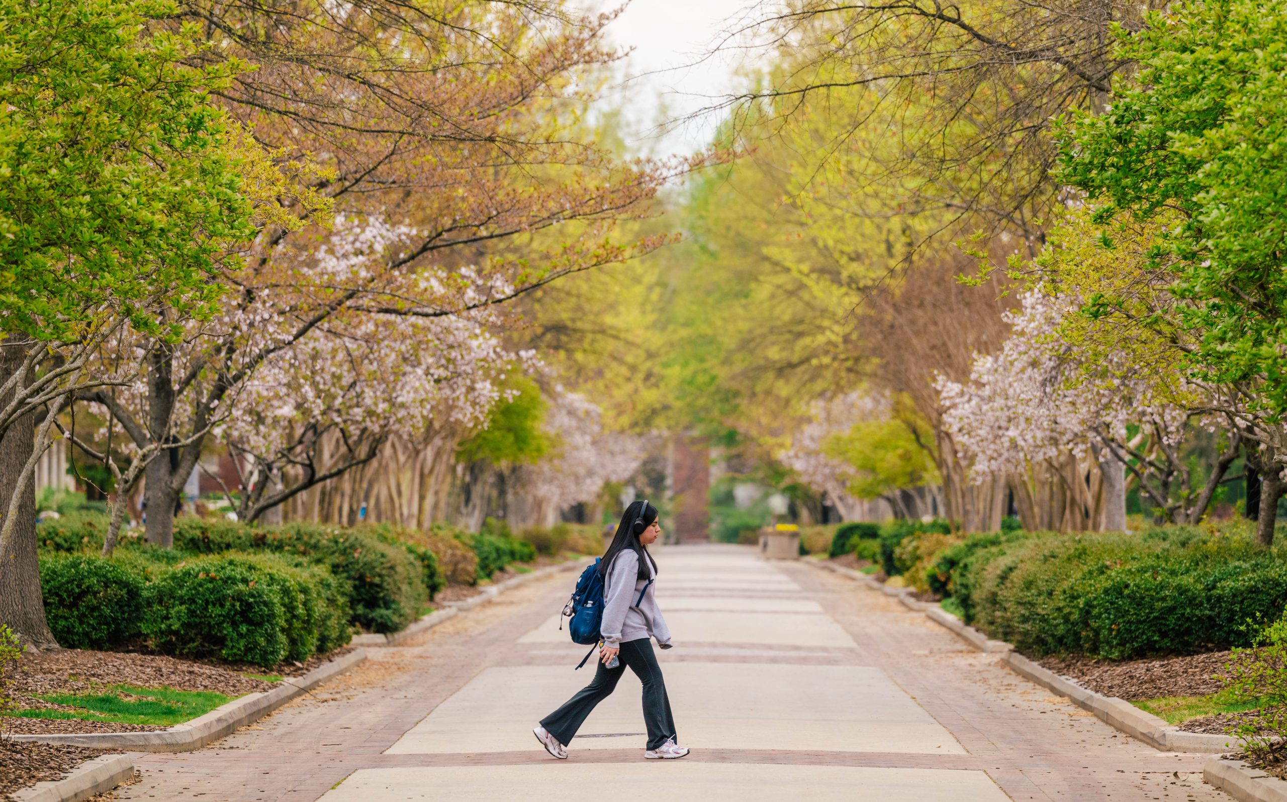 A student walks across College Ave. on their way to a Monday morning class.