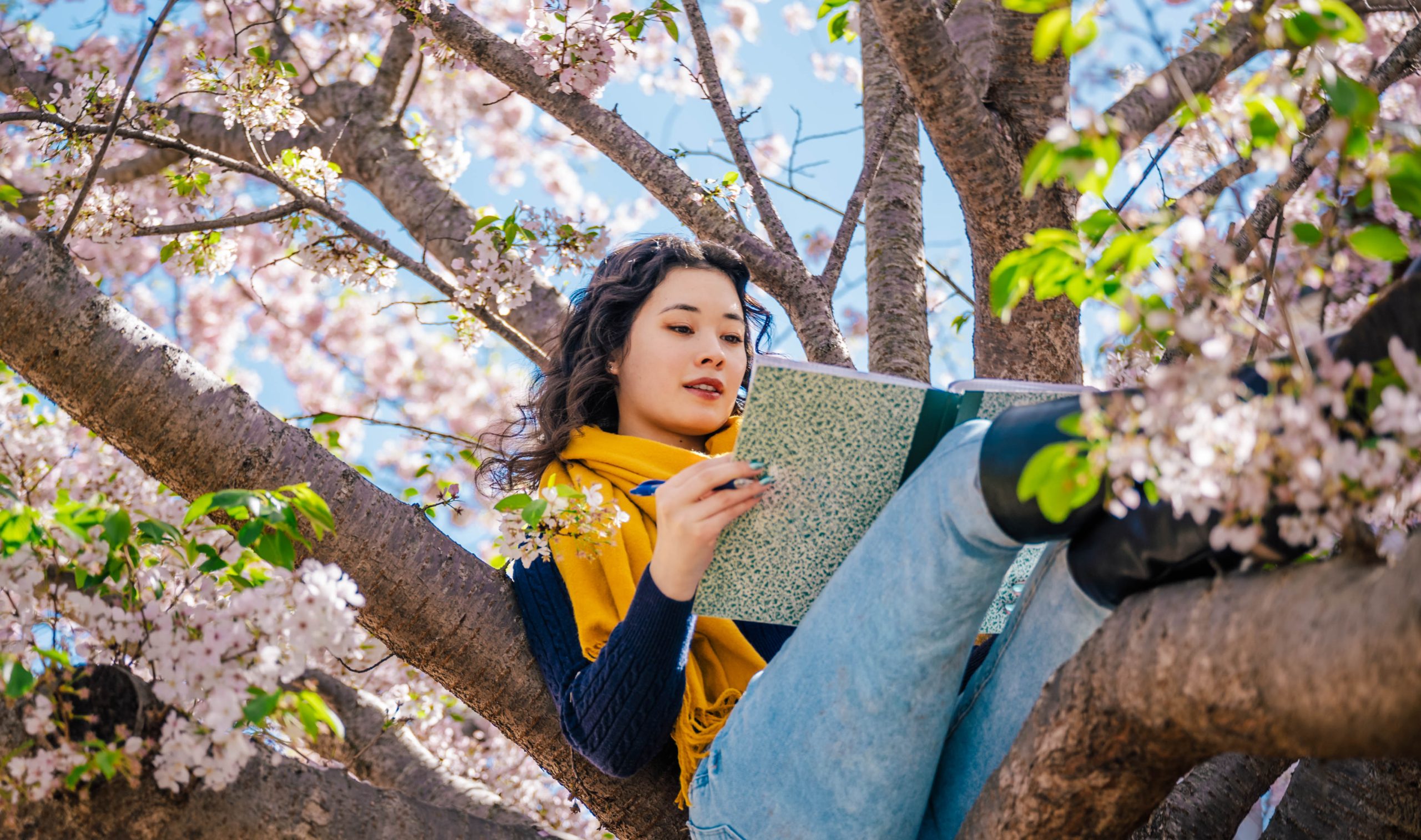 A student climbed a tree to do their homework in front of Jackson Library.