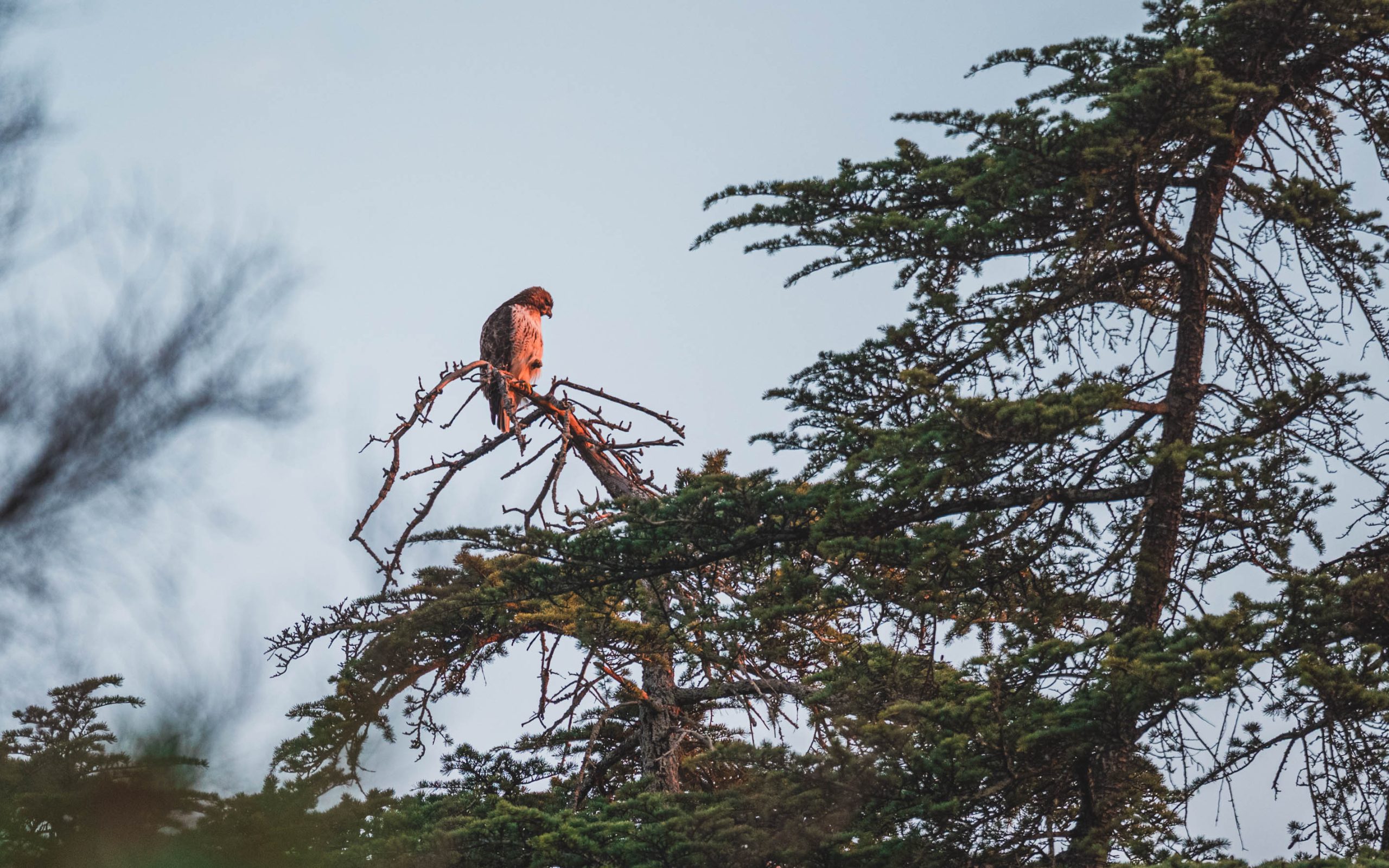 UNCG's resident hawk watches the sunrise from Taylor Gardens.