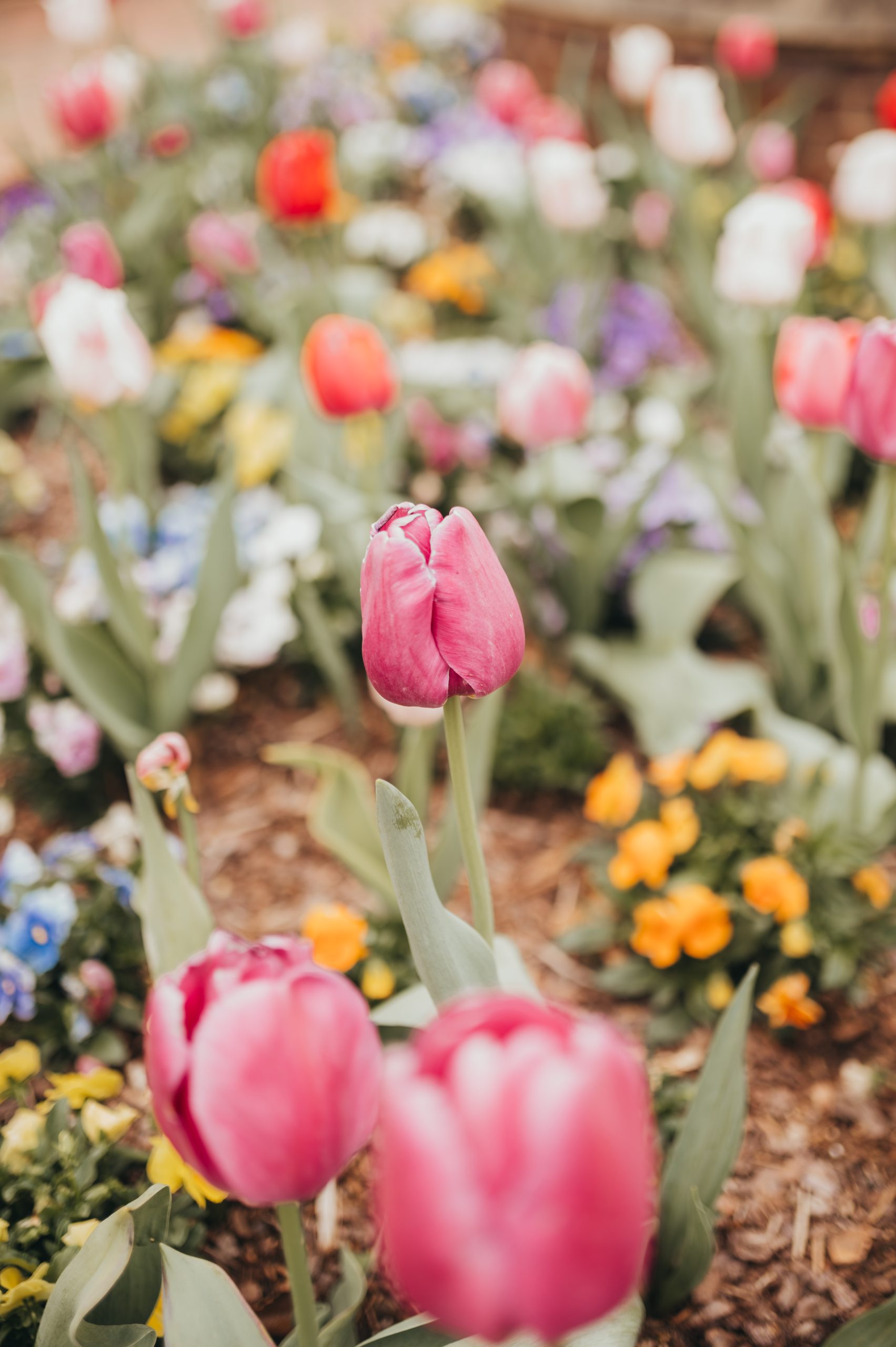 Spring flowers bloom on UNCG's campus.
